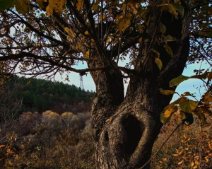 Почему солить капусту нужно именно сегодня: приметы дня