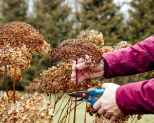 Девять растений, которые категорически нельзя обрезать осенью