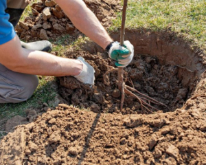 Не успеют прижиться: какие деревья не стоит сажать осенью