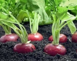 Як і коли сіяти редиску на зиму: важливі поради