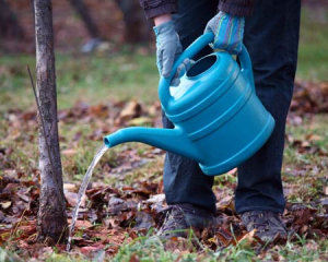 Як і навіщо поливати дерева та кущі у листопаді - поради садівникам