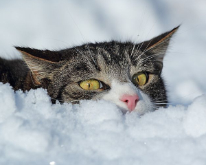 Какой мороз могут выдержать кошки: самая оптимальная температура для выгула пушистиков