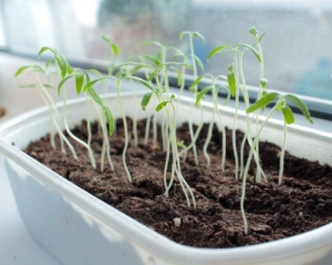 Що робити, якщо розсада в'яне: спробуйте перевірений бюджетний спосіб