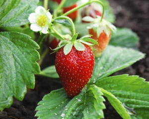 Що посадити біля полуниці: п'ять найкращих сусідів