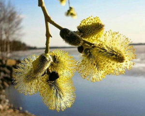 Когда садить ранний картофель: обратите внимание на черемуху в день Собора архангела Гавриила