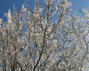 Синоптики порадовали прогнозом на четверг