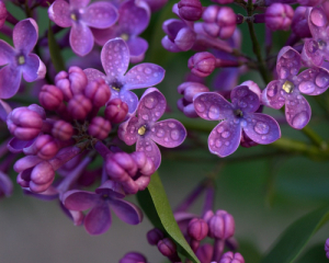 Синоптик дав детальний прогноз на квітень