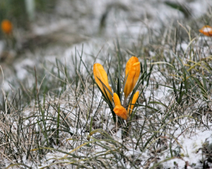 Возможен снег - в Украину идет существенное похолодание