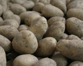 Цены на картофель в оккупированном Донецке впечатляют: блоггер показал видео