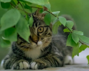 "Кис-кис" недостаточно: как правильно позвать кота