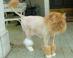 У яких двох випадках можна голити котів: відповідь здивує власників пухнастиків