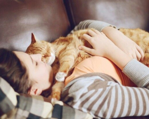 Чому коти обожнюють спати на грудях свого господаря: чотири причини