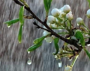 Погода сьогодні вкаже, чи буде літо дощовим: прикмети дня