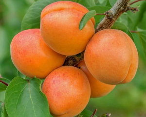 Що заважає абрикосу зацвісти та плодоносити:  головні причини та типові помилки садівників