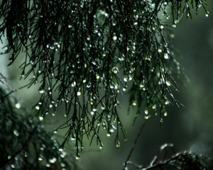 В Україні очікуються заморозки та сніг - прогноз на 8 травня від синоптикині