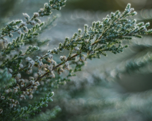 В Україну насуваються заморозки - прогноз від синоптиків на 8 травня