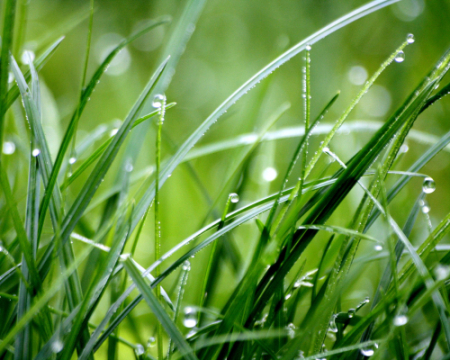 Заморозки та дощі: якою буде погода в Україні 13 травня