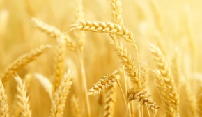 ЕС временно вернет квоты на агропродукцию из Украины