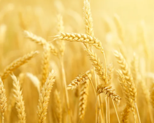 ЄС тимчасово поверне квоти на агропродукцію з України