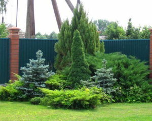 Хвойные деревья не пожелтеют и не усохнут: чем подкормить туи и ели в начале июня
