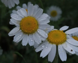 Сьогодні не вирушайте у далеку дорогу: заборони та прикмети дня