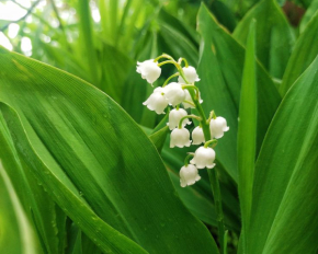 Викликають алергію та отруєння: які рослини небезпечно садити у дворі