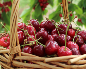 Ціни на черешню в Києві побили десятирічний рекорд: назвали причину