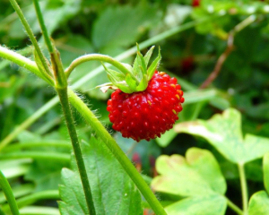 Ціни на полуницю у червні стабільно знижуються