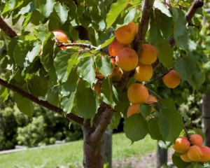 Утешат даже правнуков: шесть фруктовых деревьев,которые дарят урожай более 100 лет