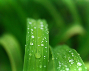 1222092_w_300.jpg?v=0