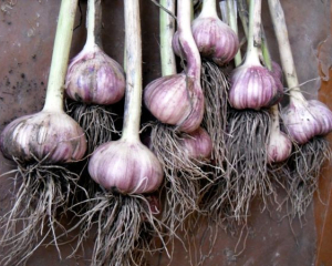 Коли викопувати часник: очевидні ознаки дозрівання, які допоможуть вчасно зібрати врожай