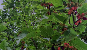 Несподівано: знайоме з дитинства дерево має зовсім іншу назву