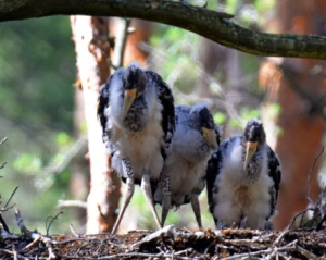 У Чорнобильському заповіднику народилися чорні лелеки: відтепер вони з паспортами