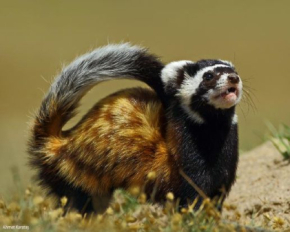 На лінії фронту з'явилися рідкісні хижаки, які занесені до Червоної книги