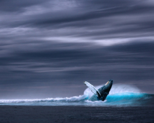 Киты перестали петь: что обнаружили исследователи в океане