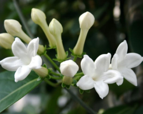 Сім кімнатних рослин, які дарують неймовірний аромат