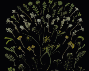 "Україна - останній форпост Світла" - восьмий фестиваль високого мистецтва Bouquet Kyiv Stage