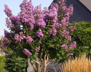 Як швидко озеленити двір: вісім найкрасивіших дерев для ландшафту