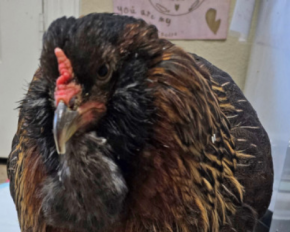 Подолала артрит і напад єнота: який вигляд має найстаріша курка у світі