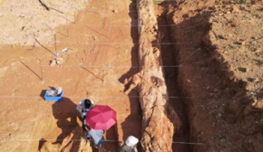 Откопали гигантское окаменевшее дерево старше 1 млн лет