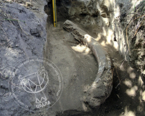 На Полтавщині знайшли бивень мамонта