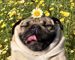 День собак: емоційна добірка хвостатих, які обожнюють кривлятися та веселитися