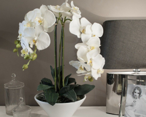 Здатна погубити орхідею: якої помилки уникати під час поливу примхливої квітки