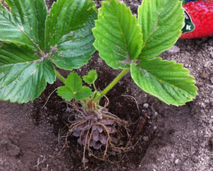 Як садити полуницю восени, щоб не вимерзла за зиму: ключові правила