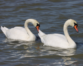 500 лебедей-холостяков в одном месте: на видео поймали уникальное зрелище, которое поразит каждого