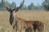У Чорнобильському заповіднику олені влаштували потужний рев: що відбувається