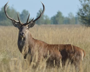 В Чернобыльском заповеднике олени устроили мощный рев: что происходит