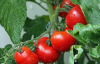В Украине вторую неделю подряд дорожают тепличные помидоры