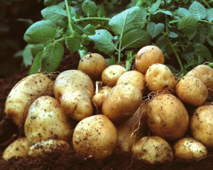 Ціни на картоплю можуть зрости взимку через нестачу сховищ