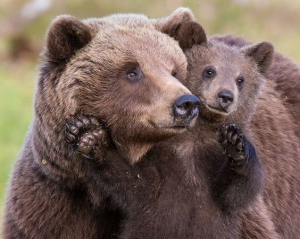 &quot;Медведи&quot; в России, а &quot;ведмеді&quot; в Украине&quot; - развеяли популярный миф